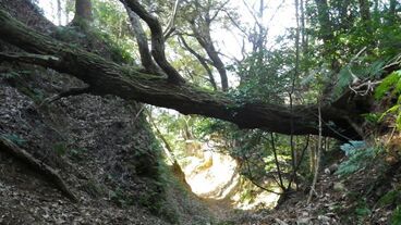 東浦路とナコウ山
